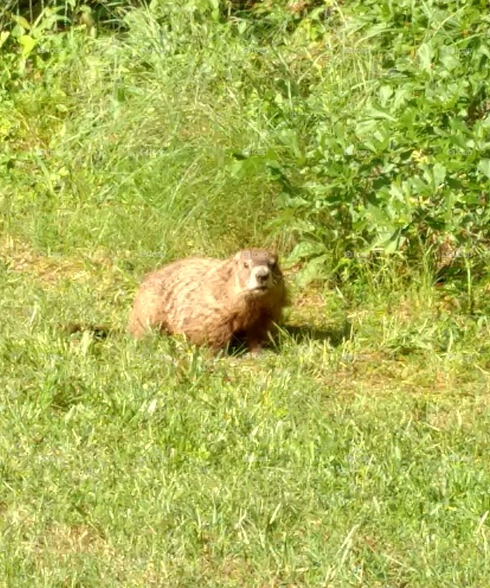 Groundhog