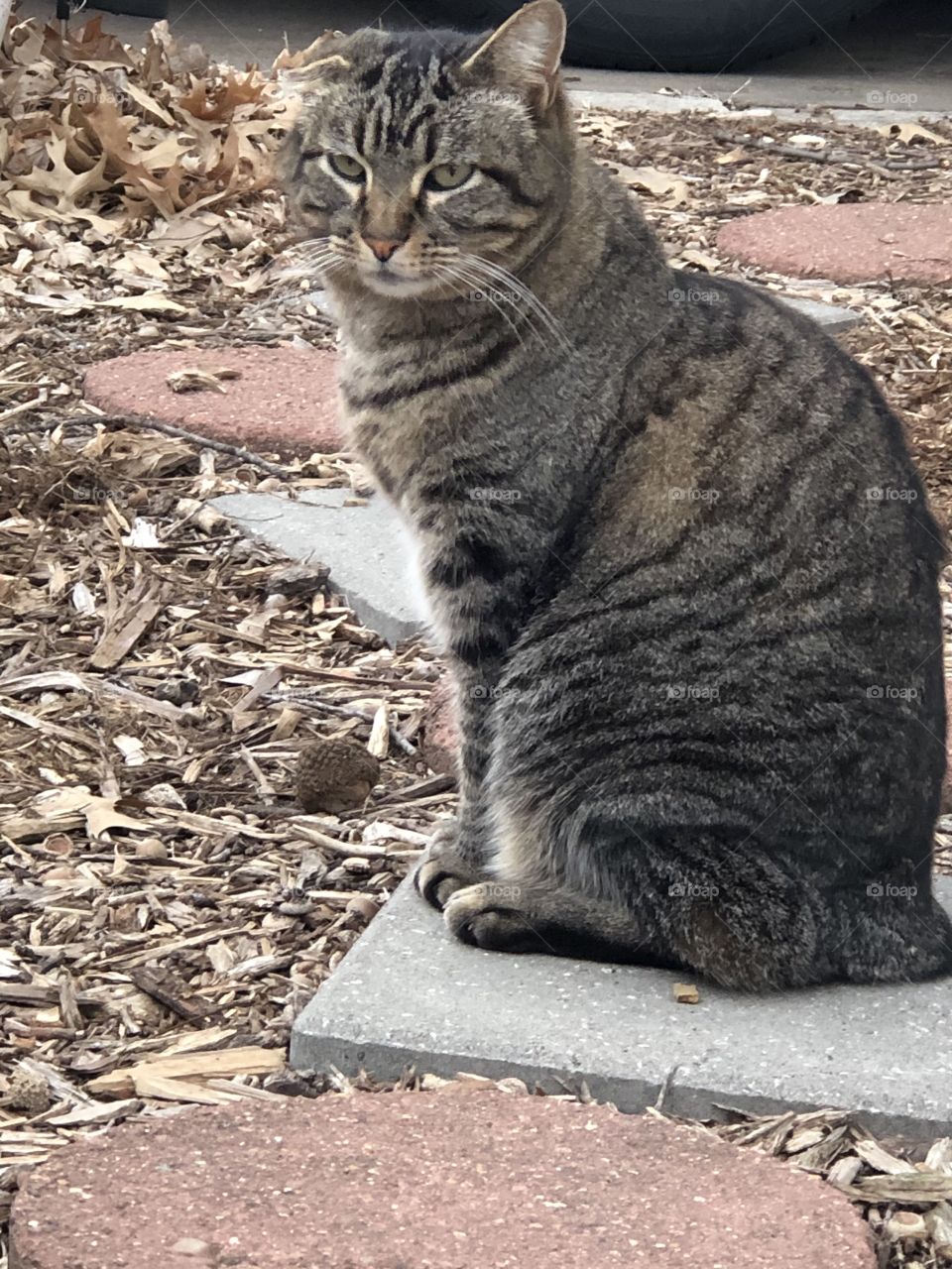 Stubby the cat  on a nice warm winter day