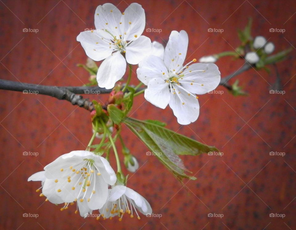 Cherry blossom