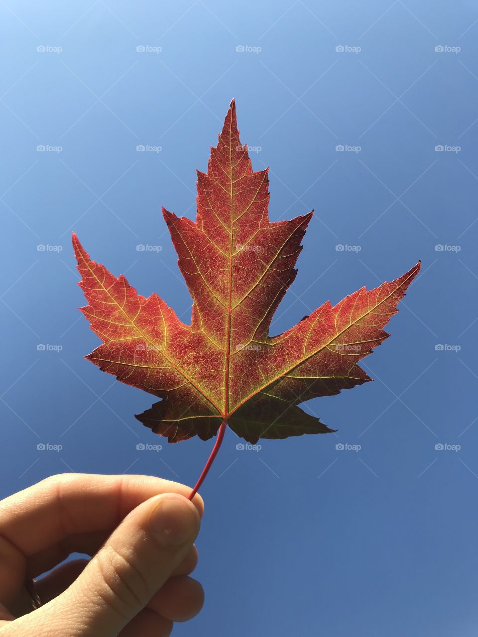 Bright red maple leaf held up against a blue sky
