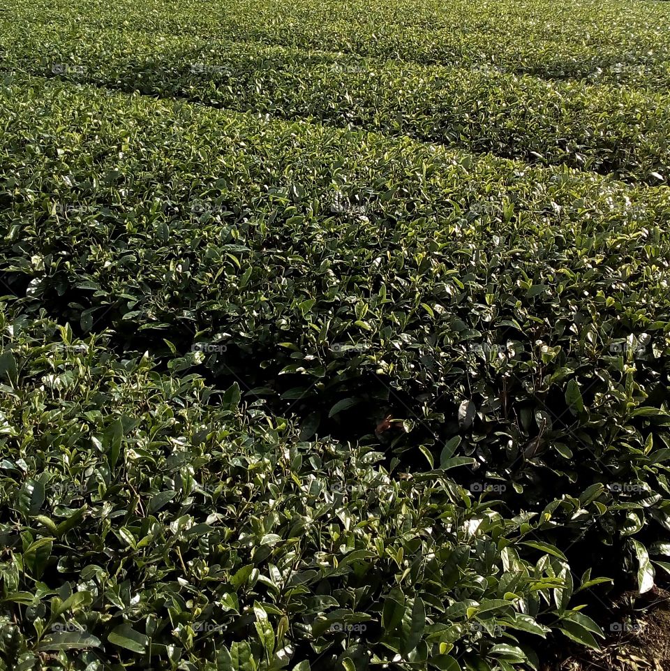 Rows of green tea bushes in a tea farm.