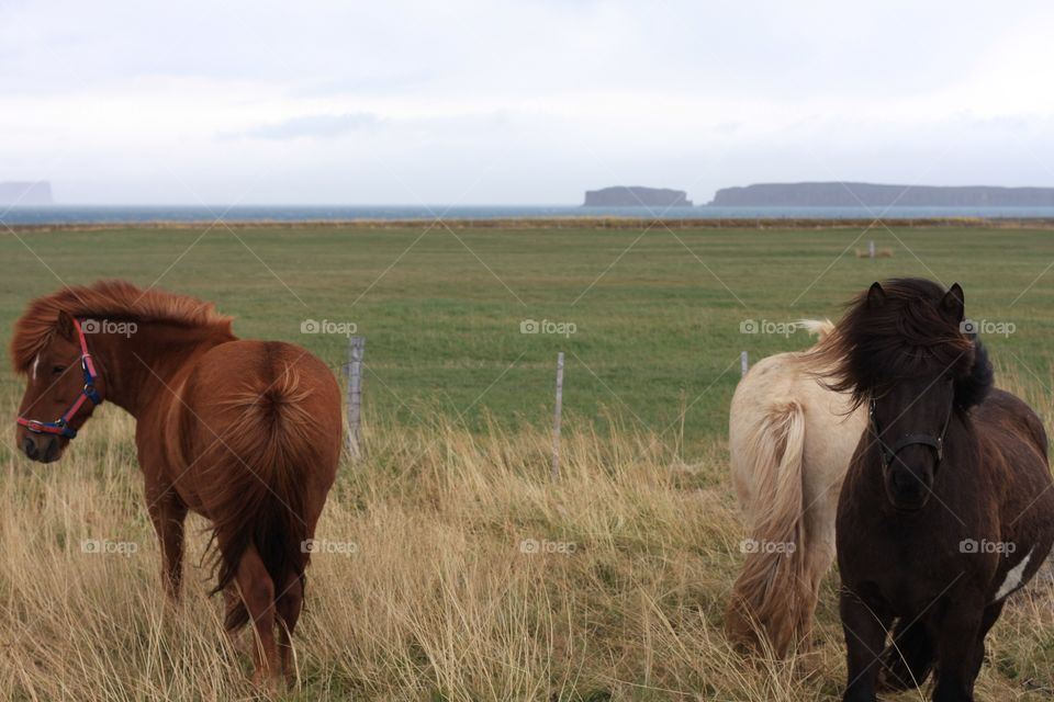 Icelandic horses 