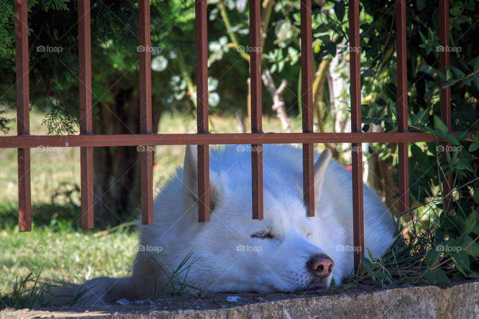 A dog sleeping under the tree in hot summer day 
