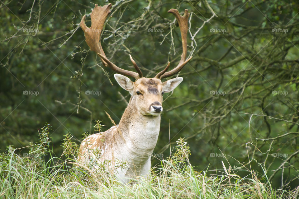 Make deer at the edge of the forest