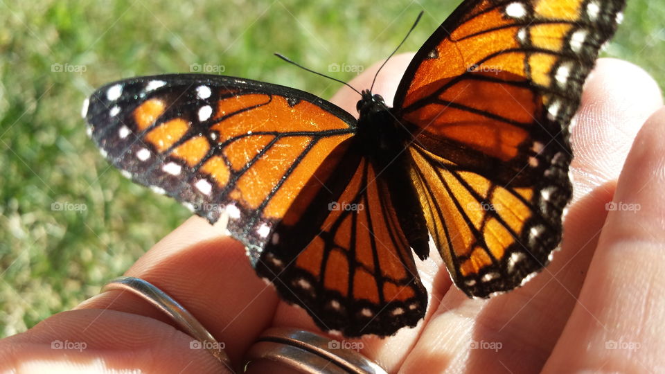 Fuzzy Monarch