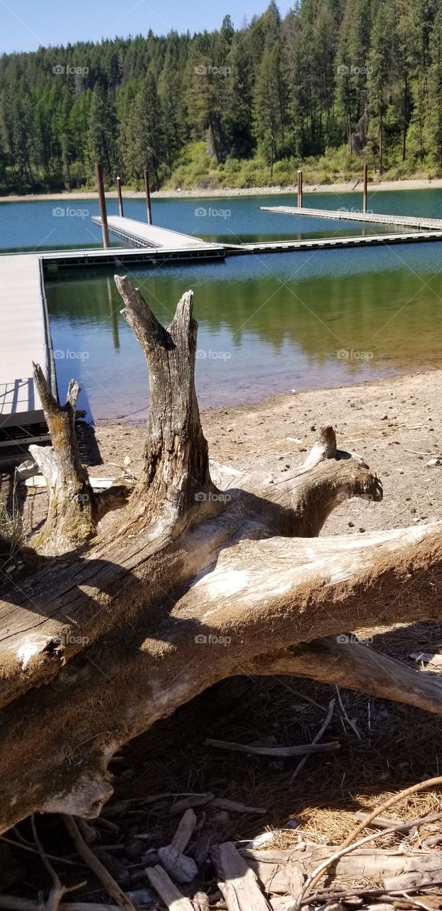 tree roots on a sandy beach next to boat docks view of lake water and mountain  reflection in water on a sunny spring day with a blue sky
