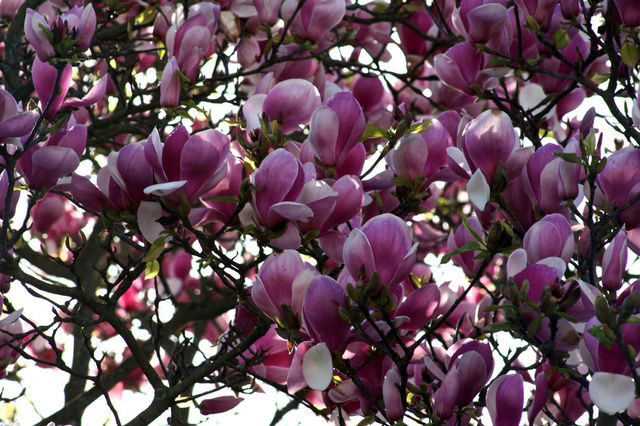spring flowers pink white by mmcook