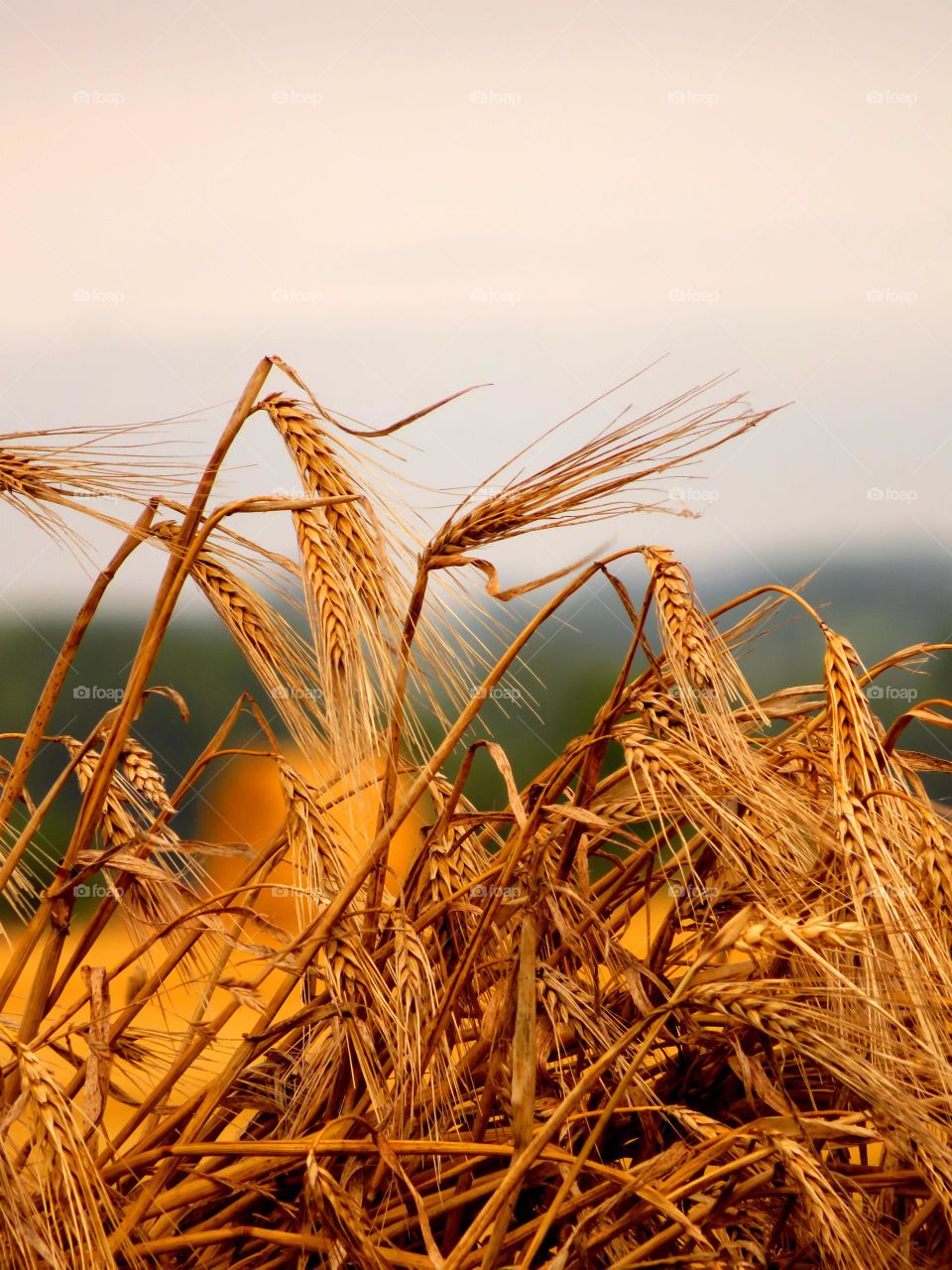 golden wheat