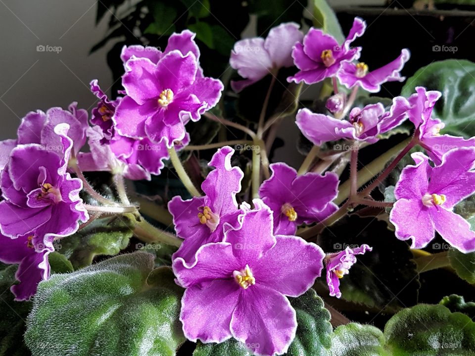 African Violets