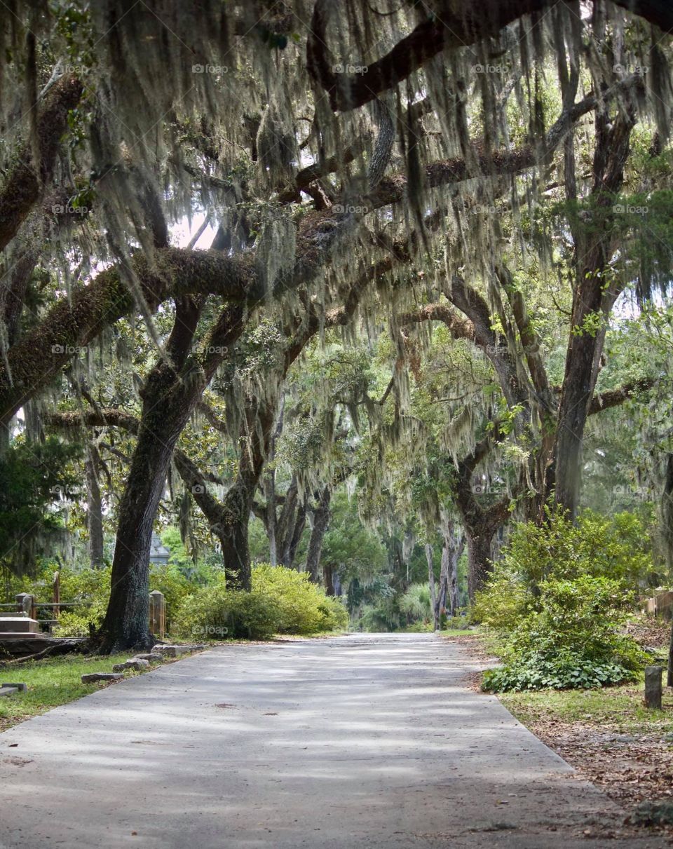 Canopy of Live Oaks