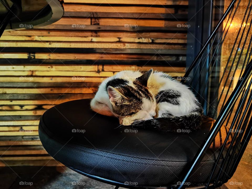 Cat's sleeping on a chair