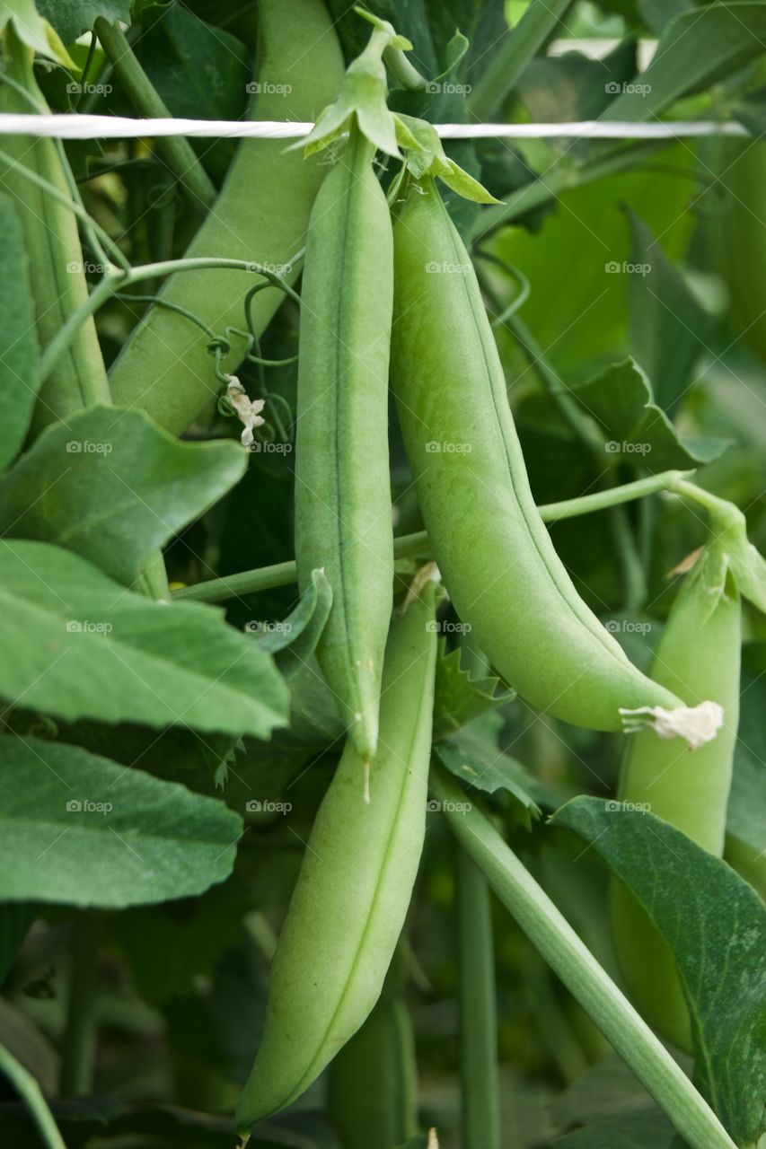 Peas