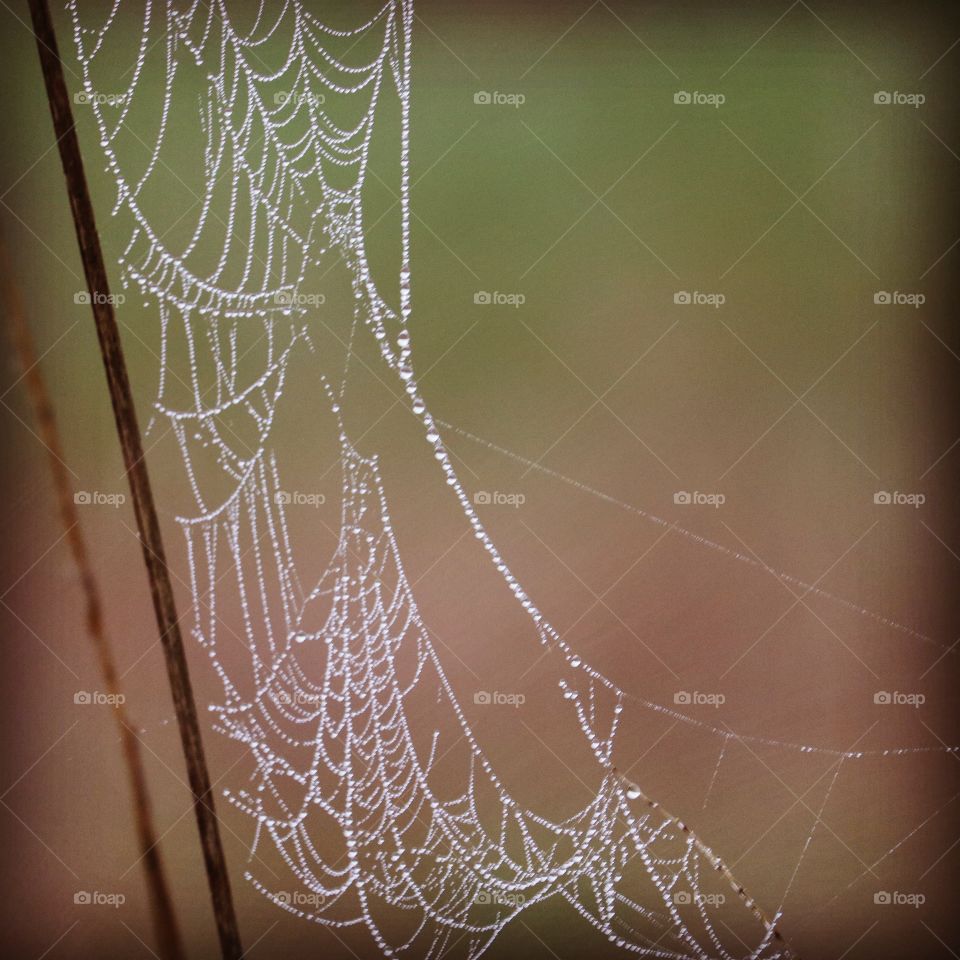 spider web with drops of dew