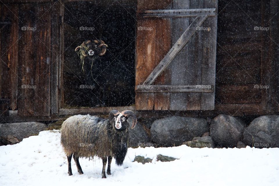 Sheep in the snow