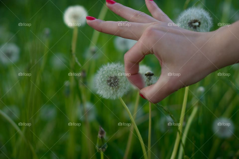 Dandelion 