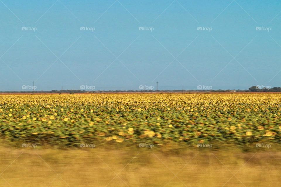 Sunflowers in motion