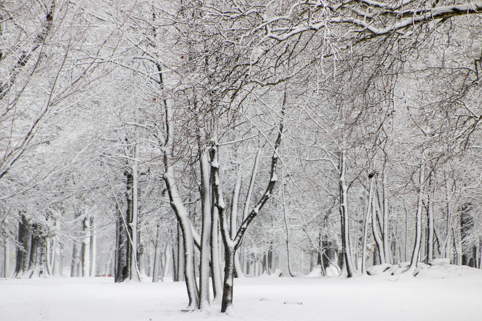 View of snowy trees in forest