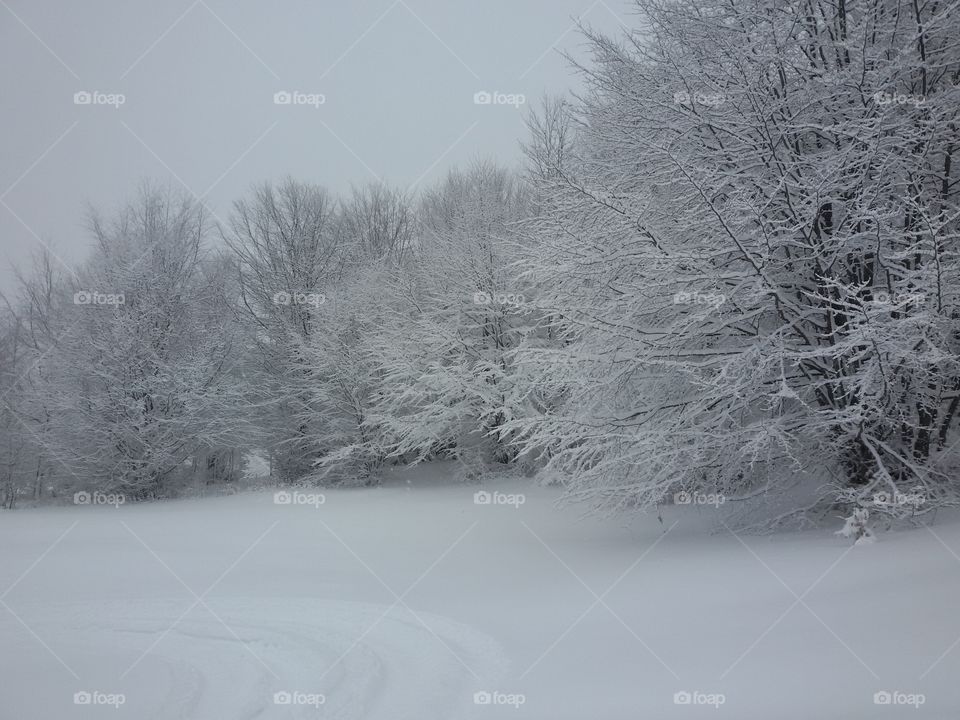 Winter landscape with snow