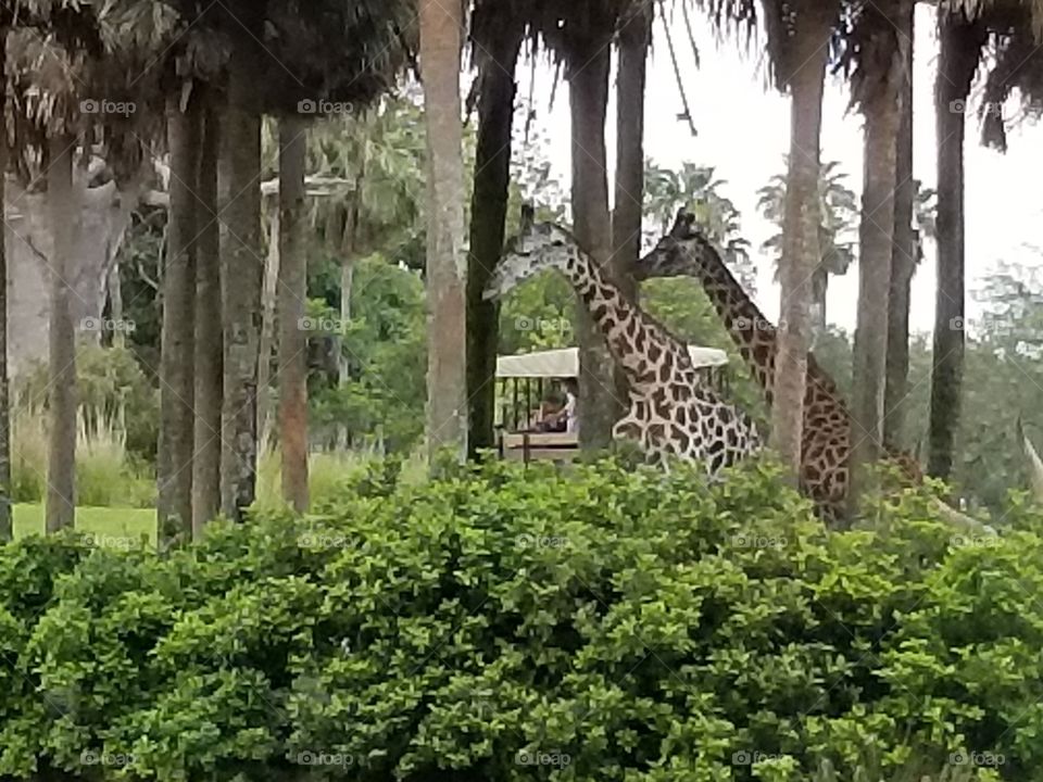 A pair of giraffes make their way through the trees.