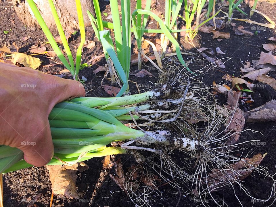 Picking shallots 