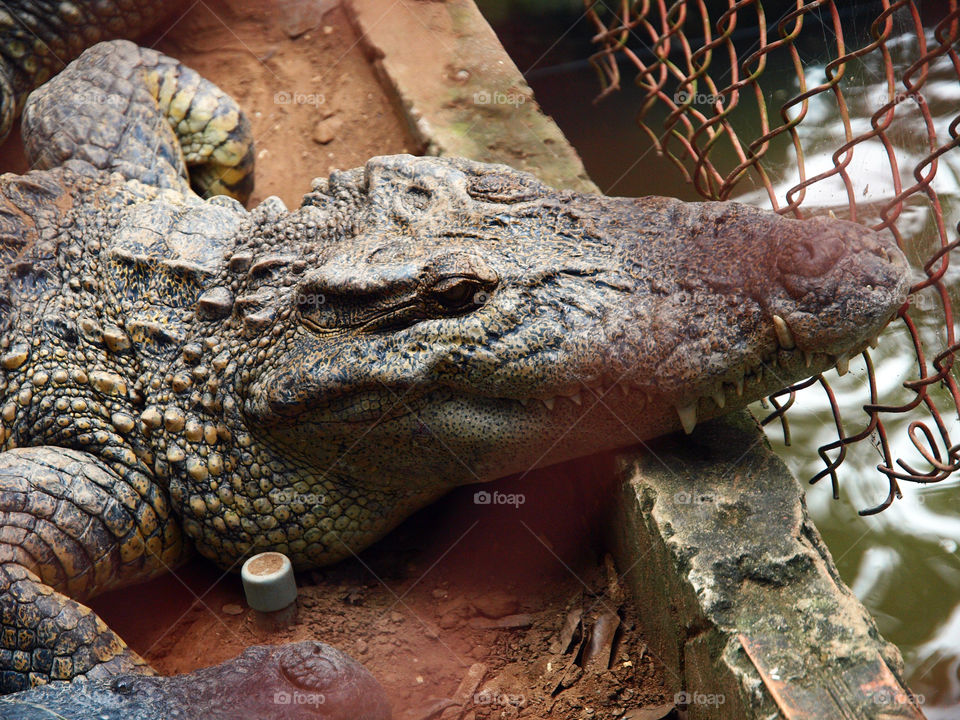 Crocodile farm in Vietnam