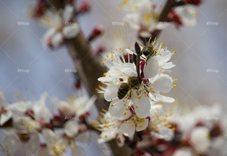 Bee on fruit tree flower with white petals