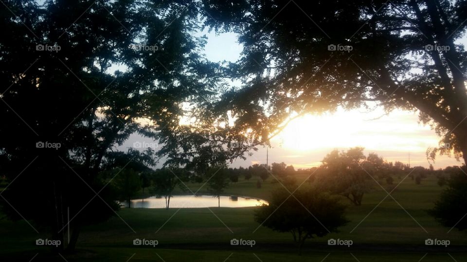 branches trees. sunset pond