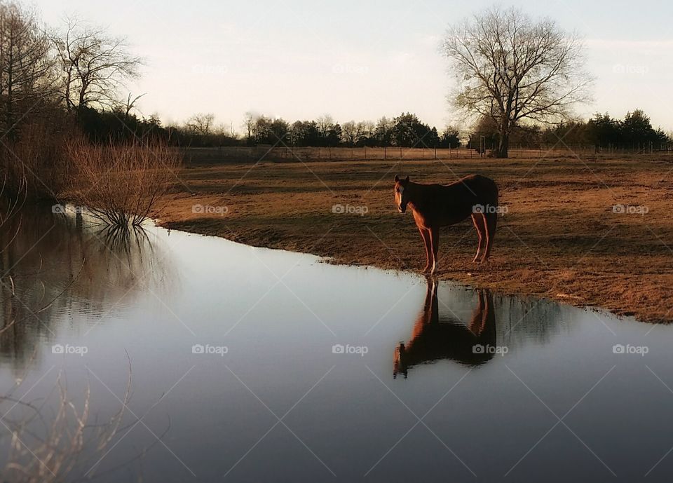 Horse Reflection in a Pond at Sunrise