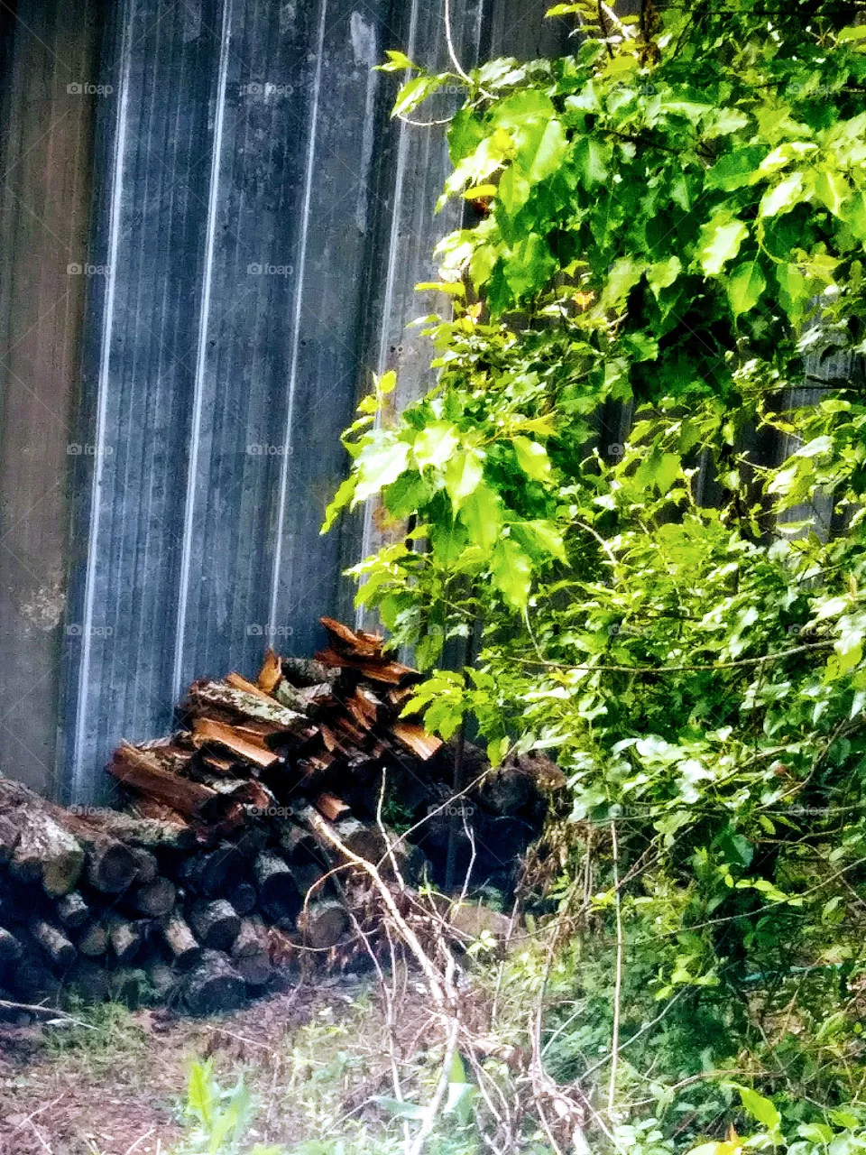 Fire wood