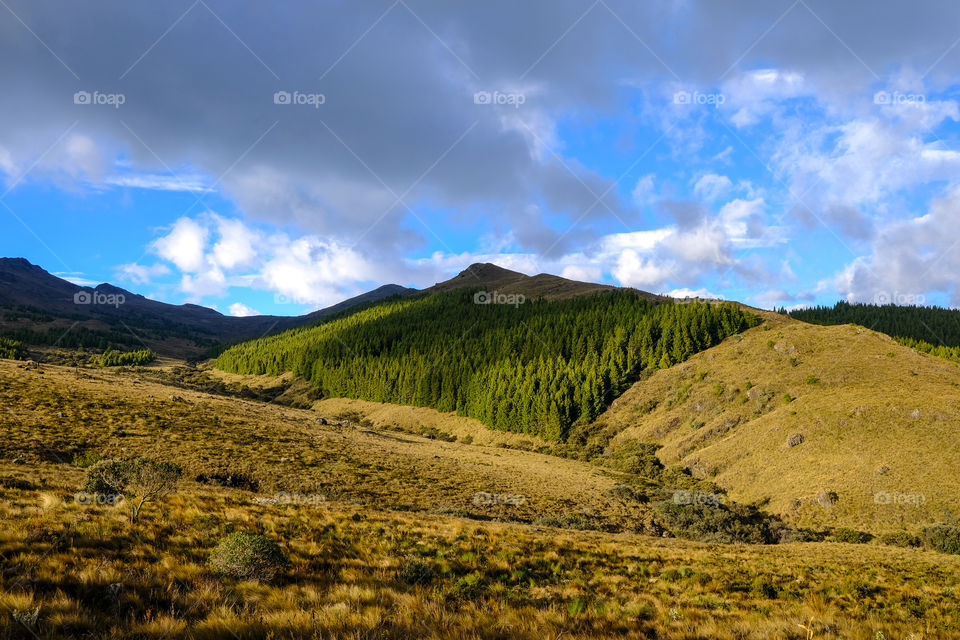 Green pines in the countryside