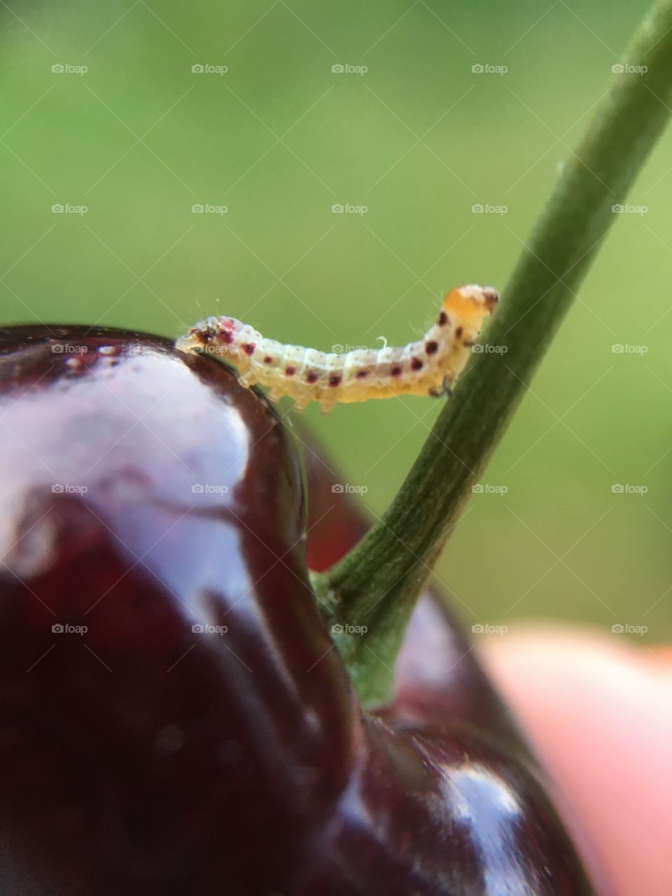 Tiny caterpillar on cherry 