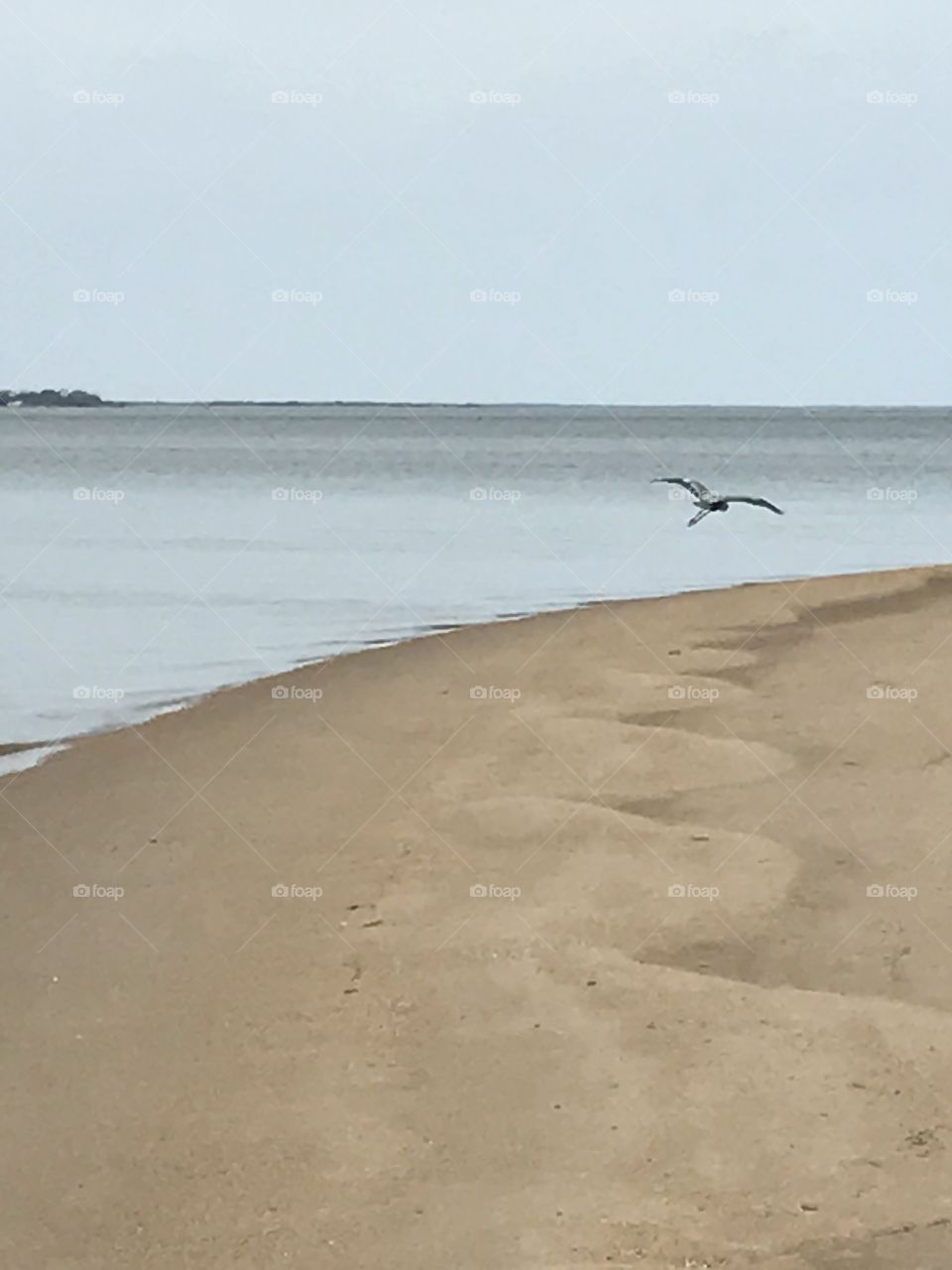 Bird at the beach 