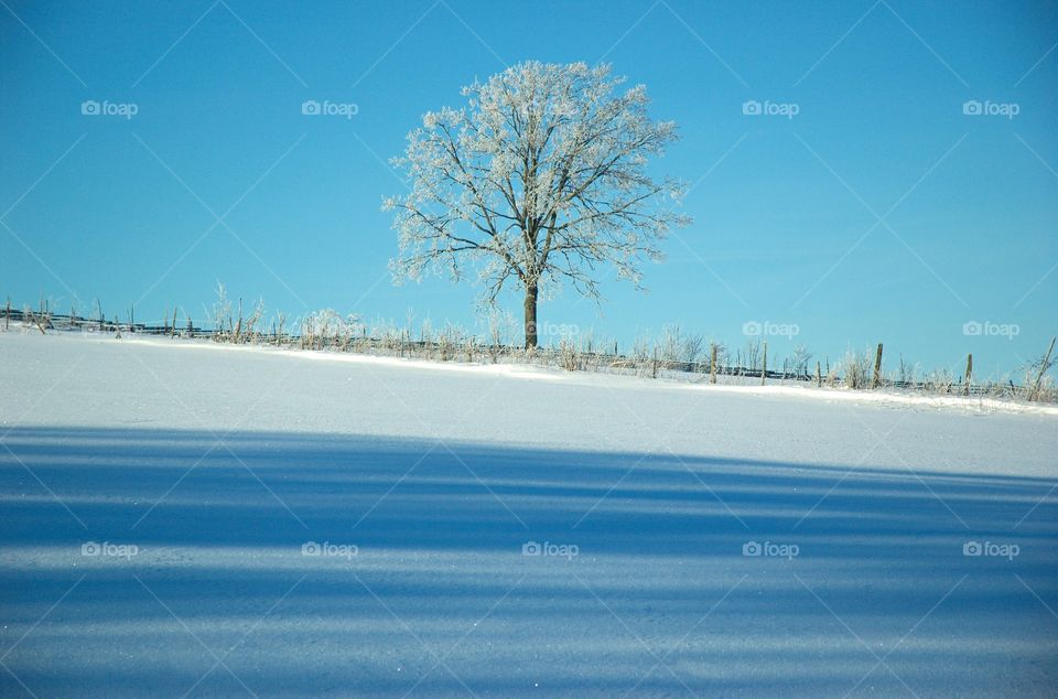 A lone tree on the horizon in winter.
