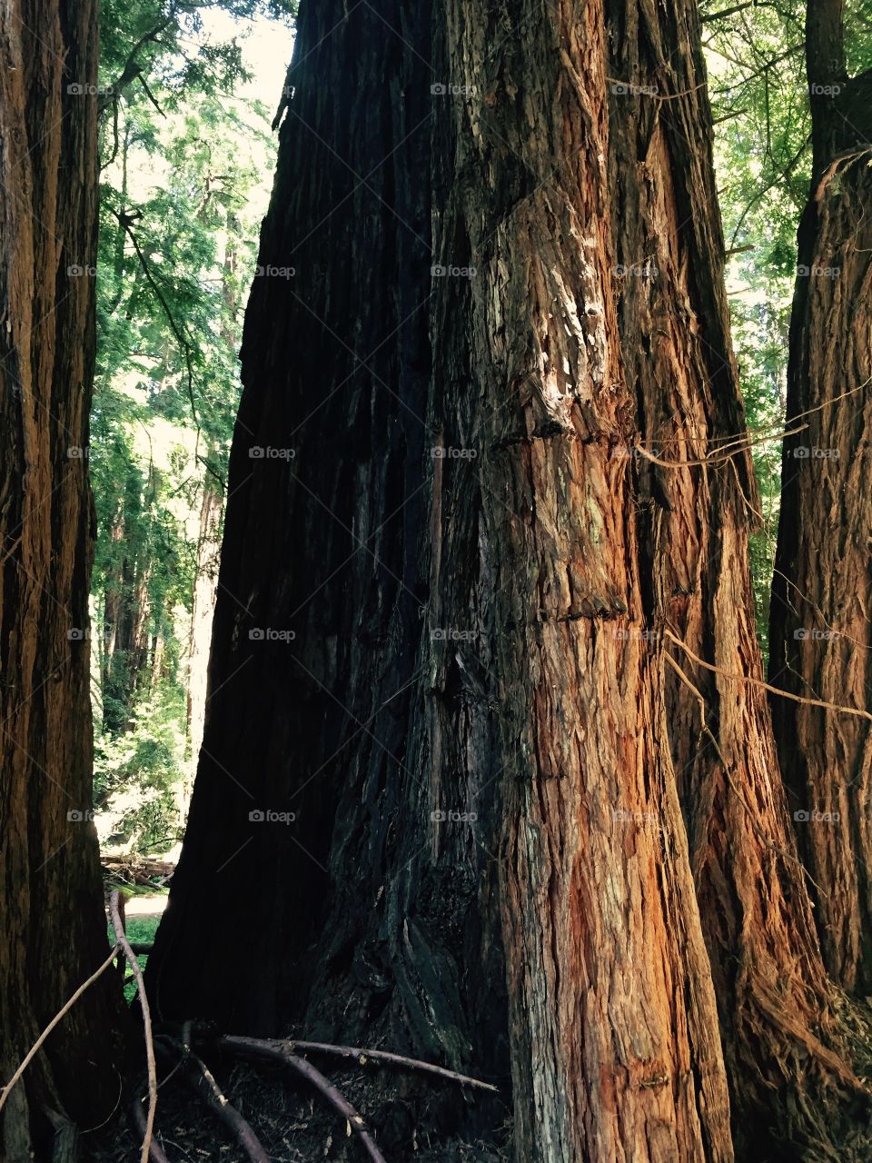 Redwood Trunk