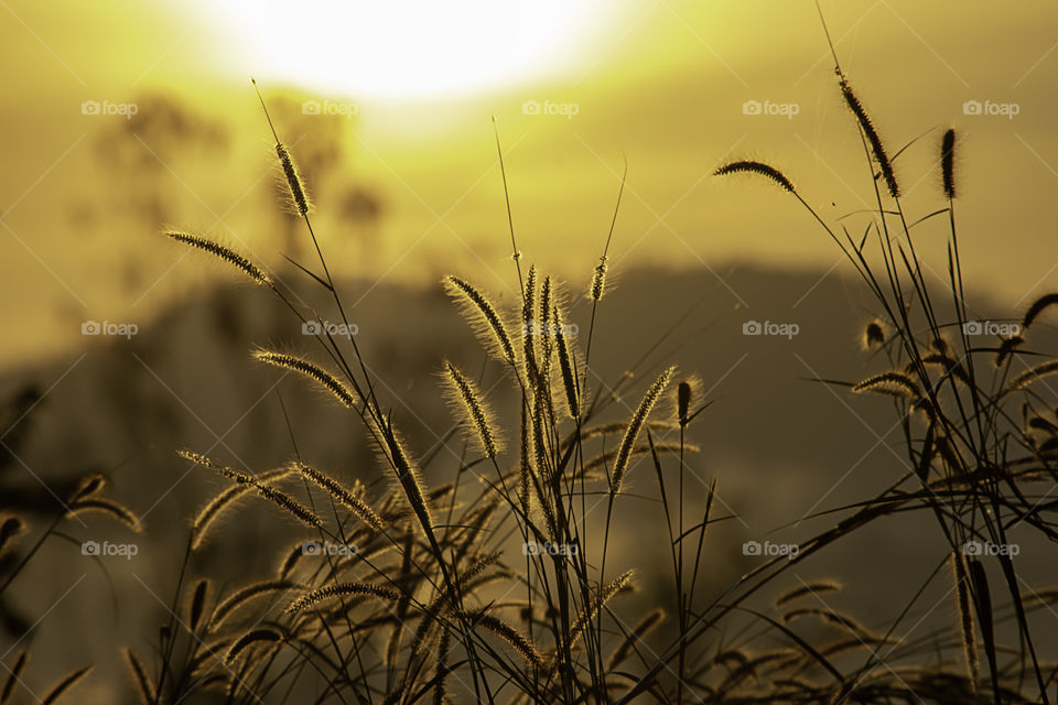 Grass and blurry background image of the sun in the morning.