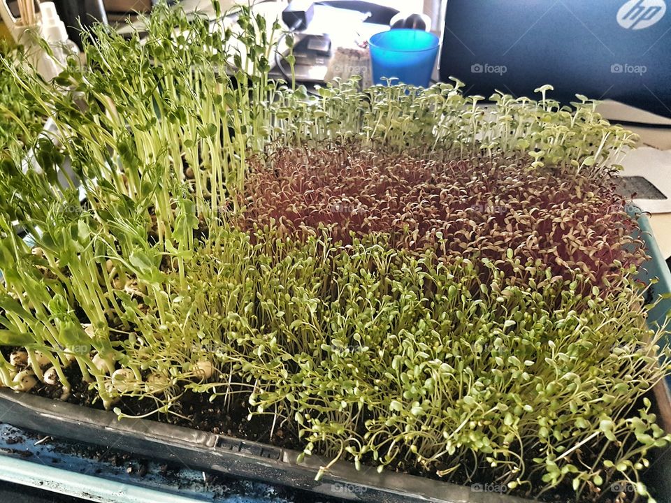 Microgreens