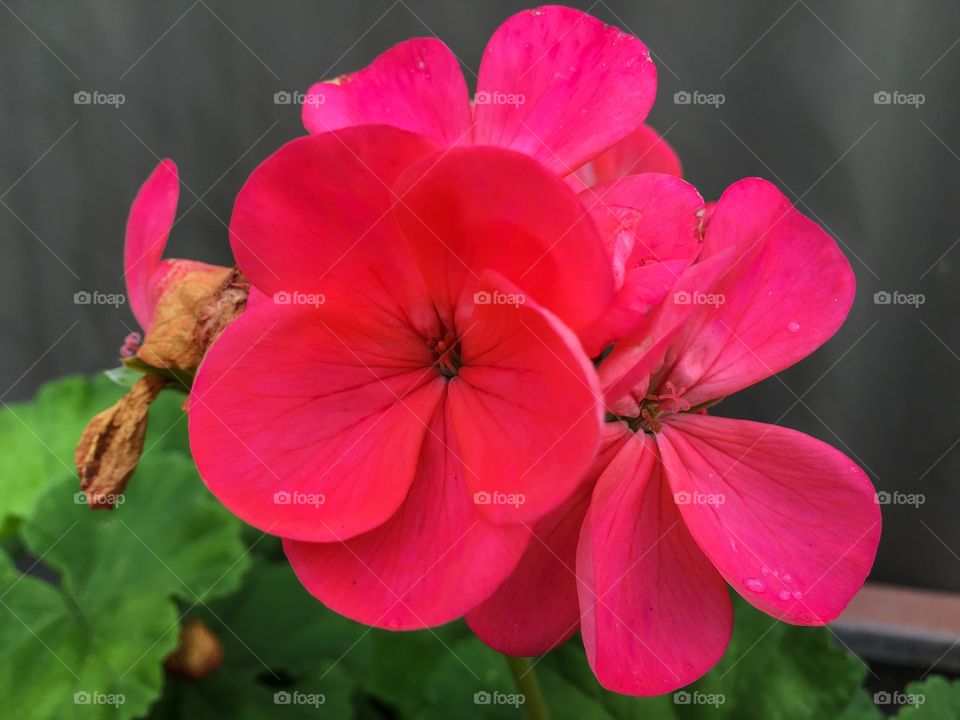 Bright pink geranium flower closeup