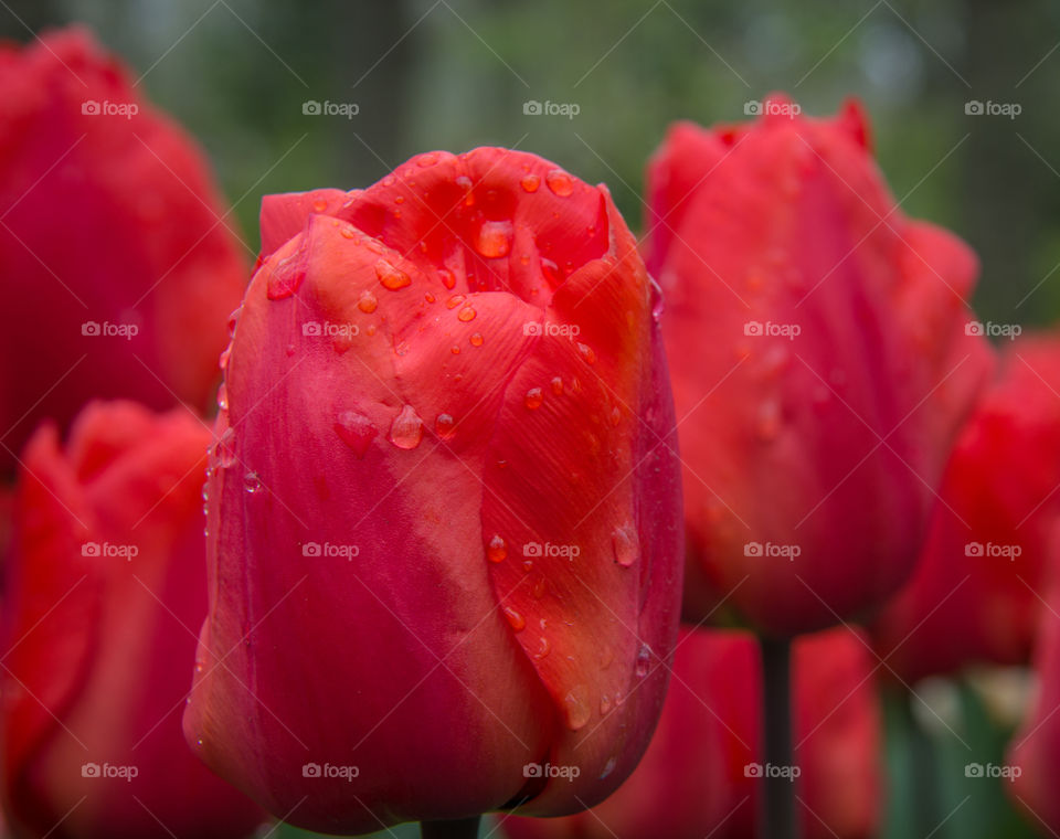 Tulips and water drops