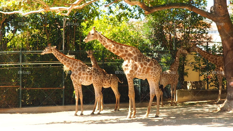 Giraffes