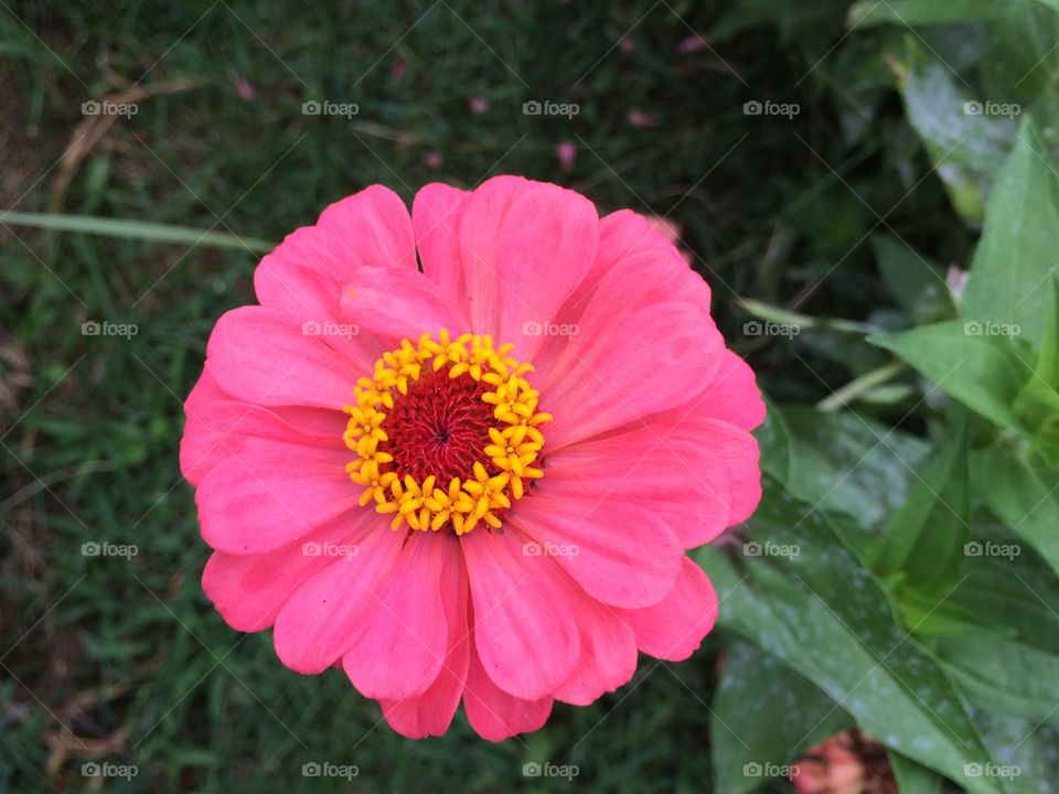 Red flowers 