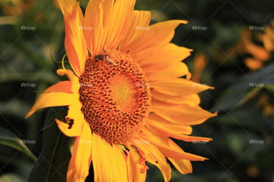 Sunflower and bee