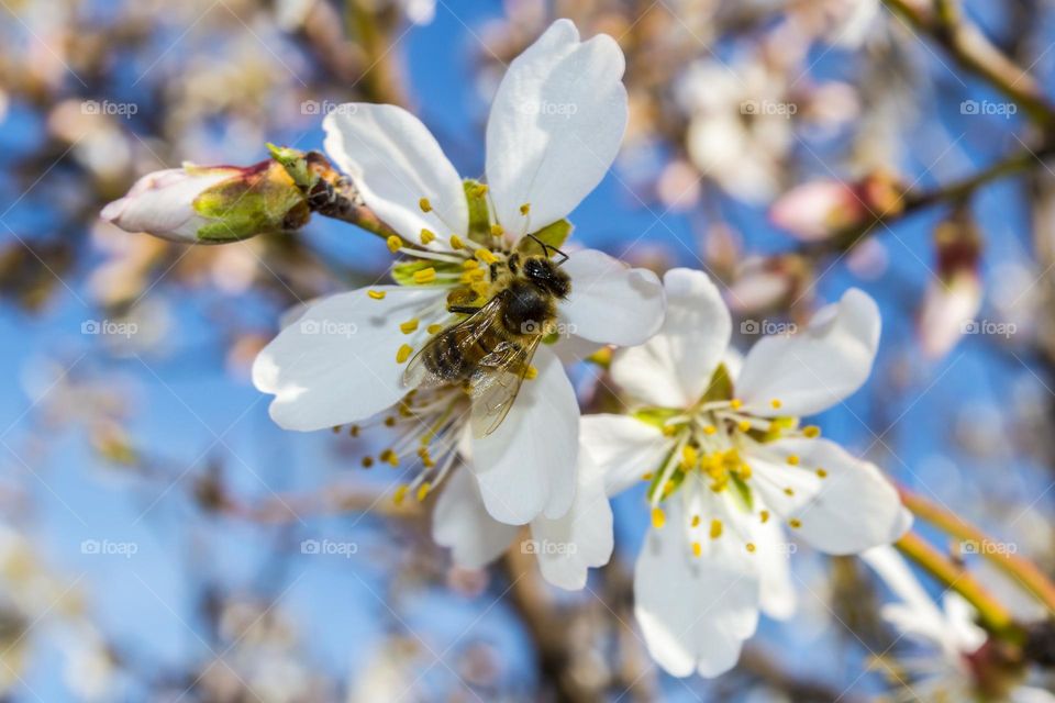 Colors of spring.