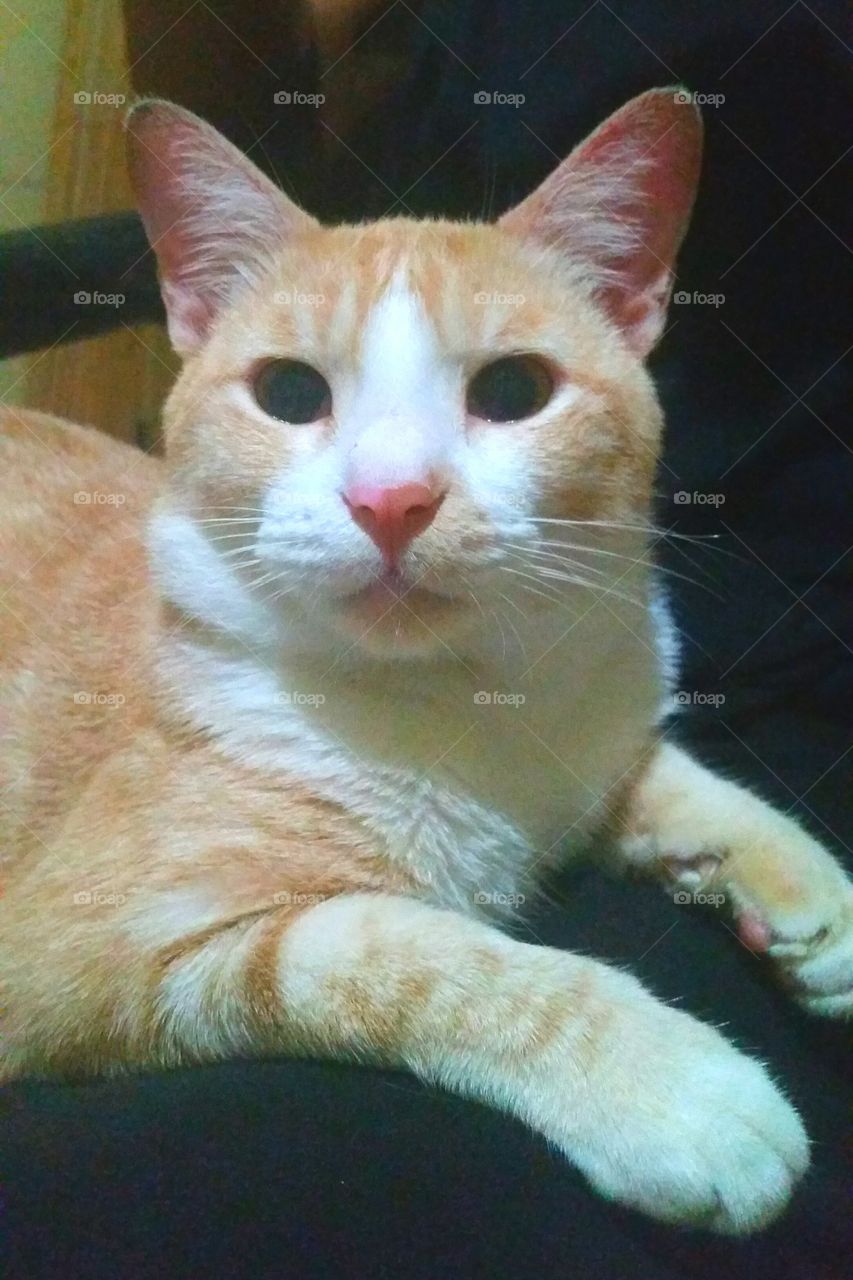 Cat with mocca fur colour