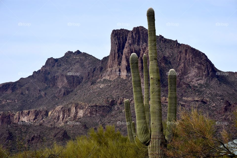 Cactus & mountains