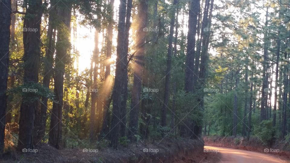 Sunrise in the woods. I took this picture while on a morning walk in the woods where I live.