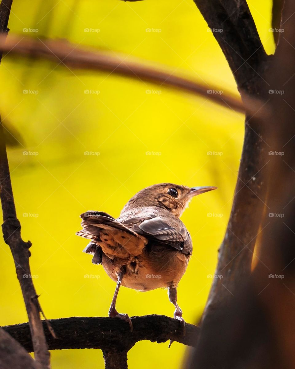 Lindo passarinho 📸