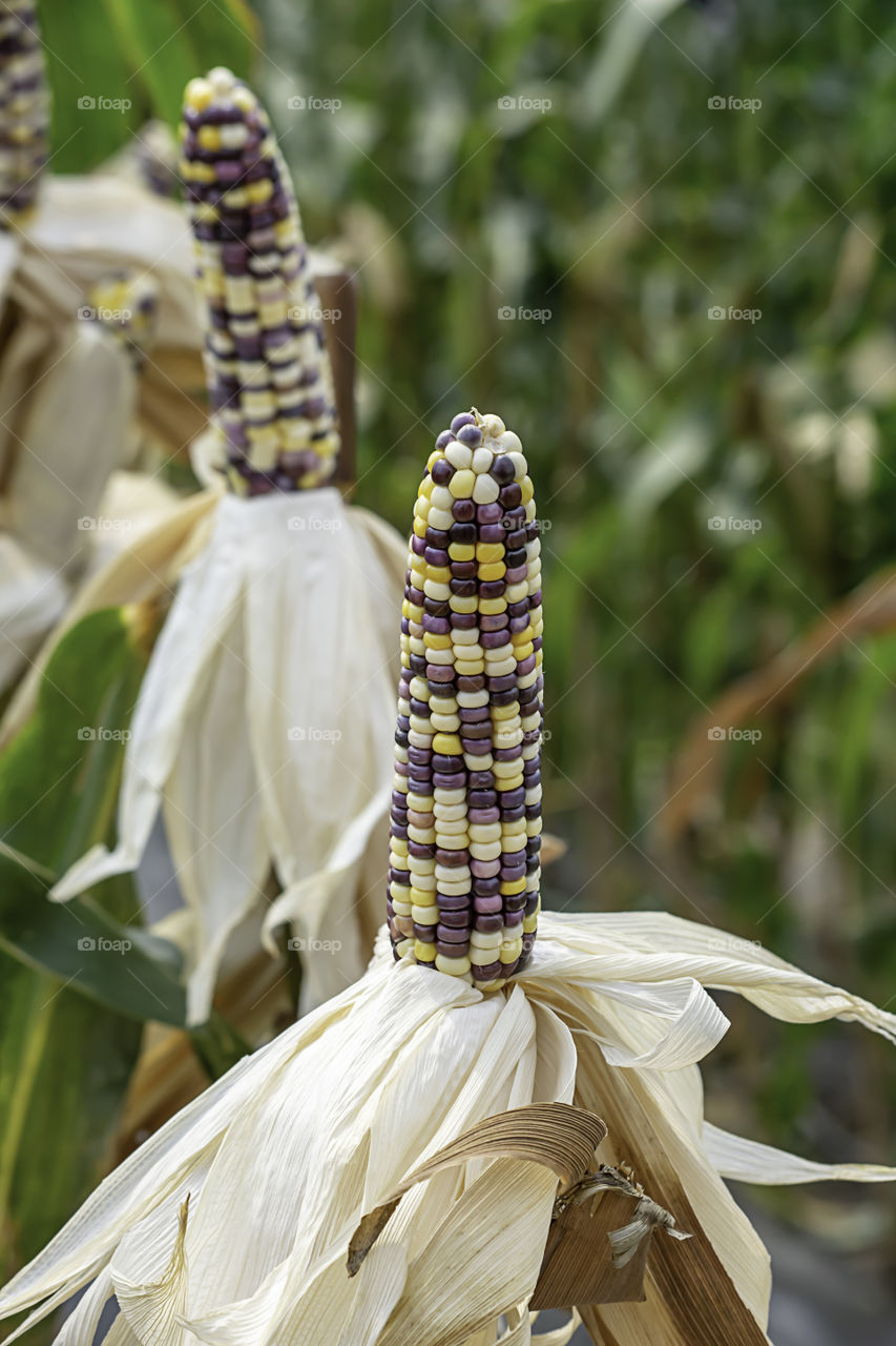 Corn with many colors in a pod on the tree at the farm show.