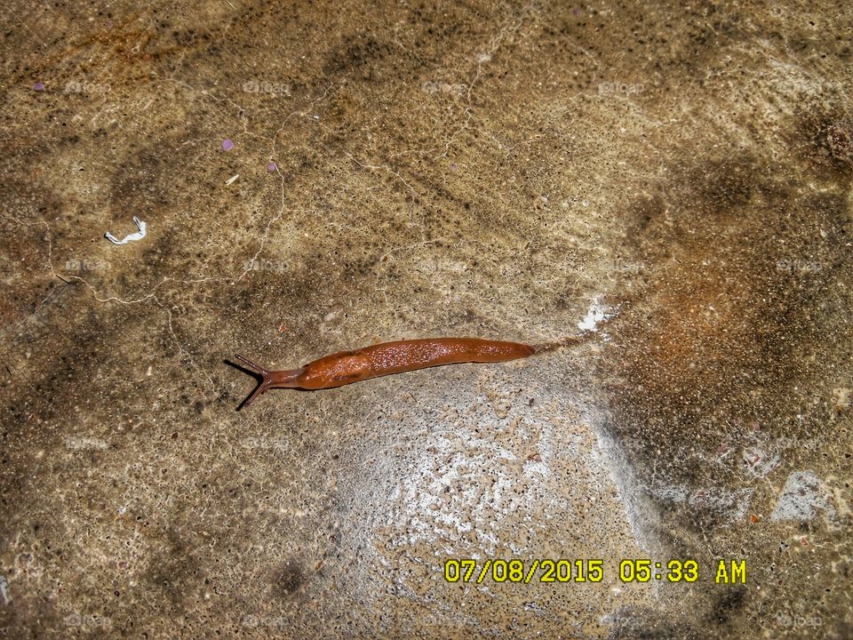 please don't stomp on me. This is a picture of a snail 🐌 that I saw this morning while out having a cigarette