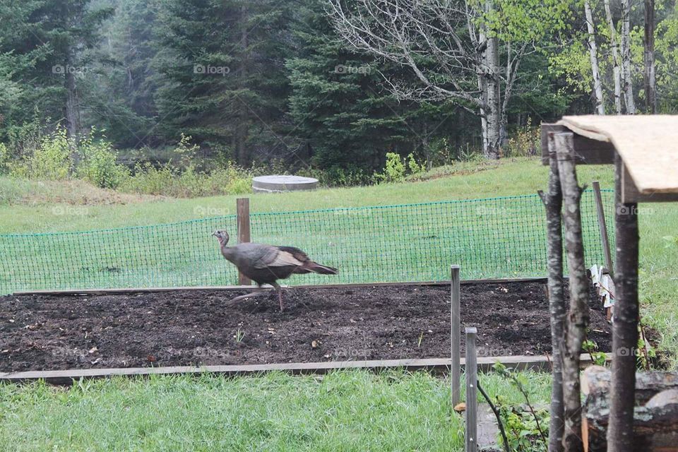 Oh no!! A turkey is eating my garden!