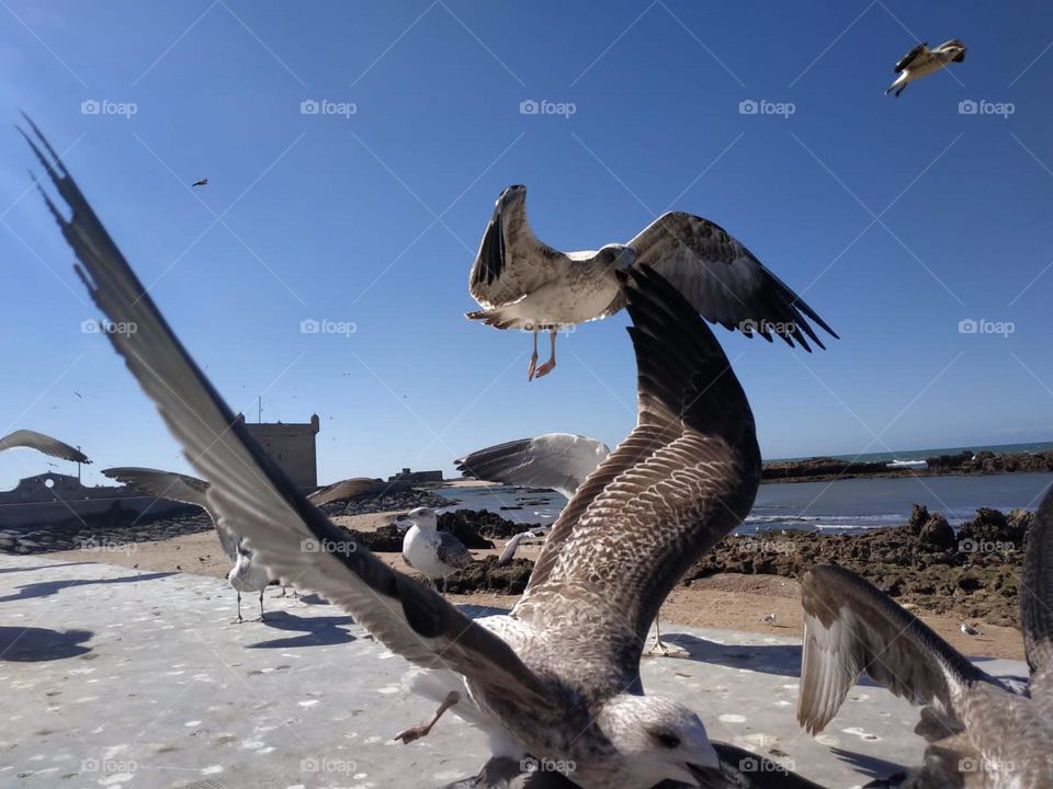 A flock of seagulls flying cross the sky at essaouira city in Morocco